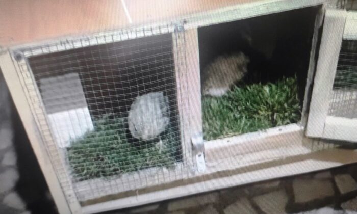 Çalacak bir şey bulamayan hırsız bıldırcın çaldı