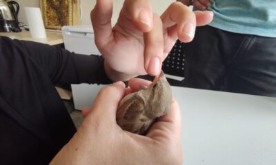 Cama vurup düşen serçeye parmağı ile su verdi, ardından doğal ortamına saldı