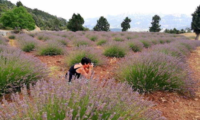 Çameli’nin lavanta bahçesi yaza hazırlanıyor