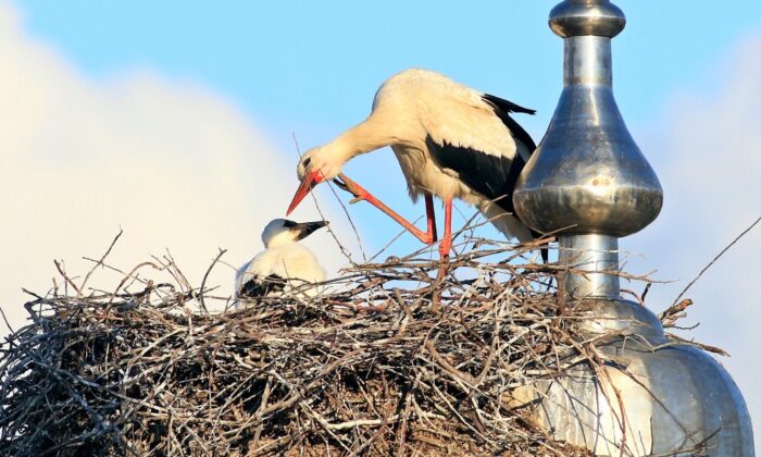 Cami kubbesine yuva yapan leylekler yavrularını göçe hazırlıyor