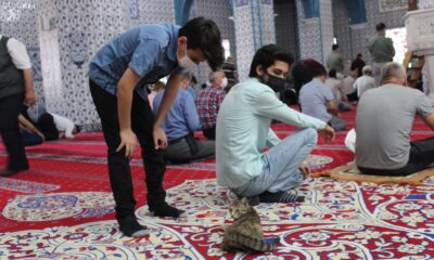 Camiye giren minik kedi çocukların maskotu oldu