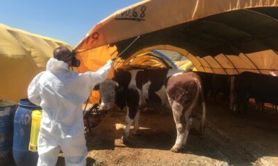 Çankaya Belediyesinden Kurban Bayramı hazırlığı