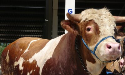 Çankırı’da 1 tonluk ’Paşa’ alıcılarını bekliyor