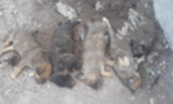 Çankırı’da mezarlık içerisinde ölü yavru köpek iddiası