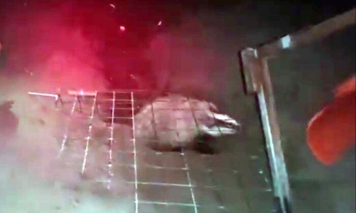 Caretta caretta yuvasına davetsiz misafir