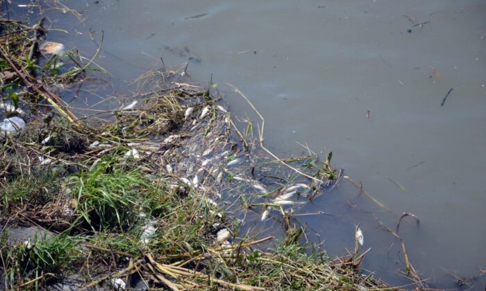 Çark Deresi’ndeki balık ölümlerinin sebebi belli oldu