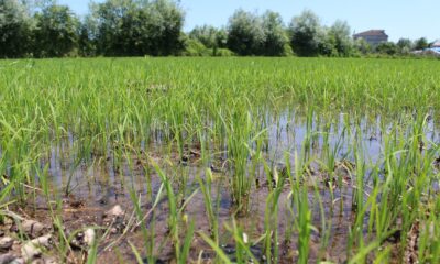 Çarşamba Ovası’nda çeltik ekim alanı yüzde 25 arttı