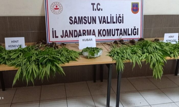 Çarşamba’da 81 kök kenevir ele geçirildi