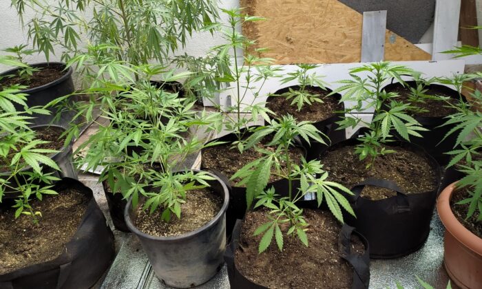 Çatıda kenevir serası kurmuşlar