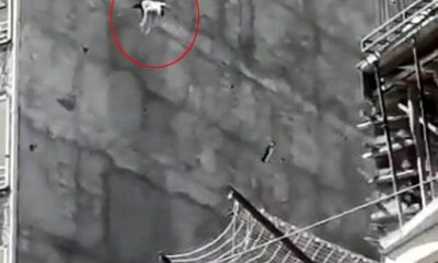 Çatıda mahsur kalan köpek yedinci kattan atladı