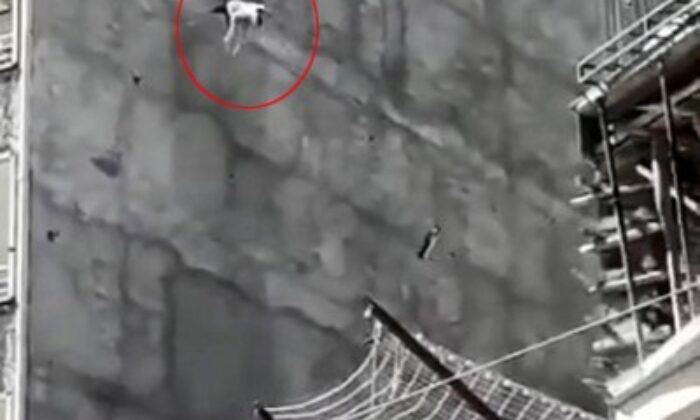 Çatıda mahsur kalan köpek yedinci kattan atladı