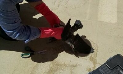 Çatıdan düşen yavru karga tedavi altına alındı