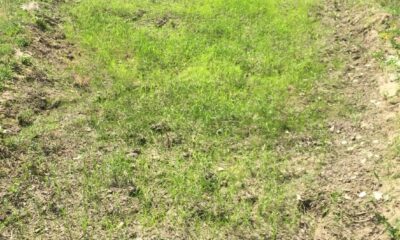 Çeltik tarlalarını kuraklık ve domuz sürüsü vurdu