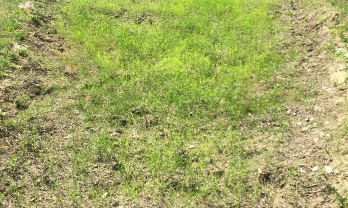 Çeltik tarlalarını kuraklık ve domuz sürüsü vurdu