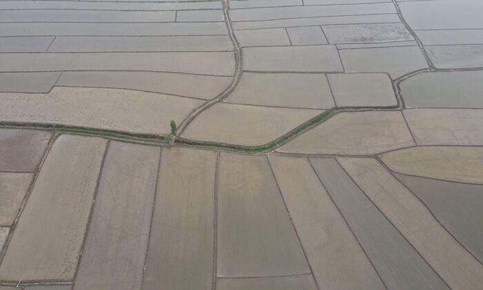 Çeltik tarlalarının sofraya uzanan yolculuğu başladı