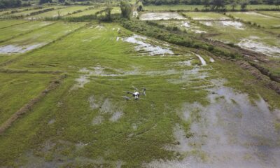 Çeltikte ZİHA dönemi