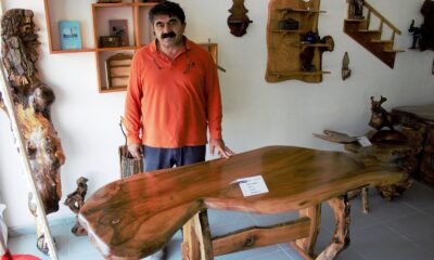 Ceviz ağacından çıktı, fiyatı yarım milyondan fazla