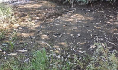 Ceyhan Nehri’nde oksijensiz kalan balıklar telef oldu