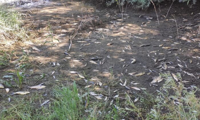 Ceyhan Nehri’nde oksijensiz kalan balıklar telef oldu