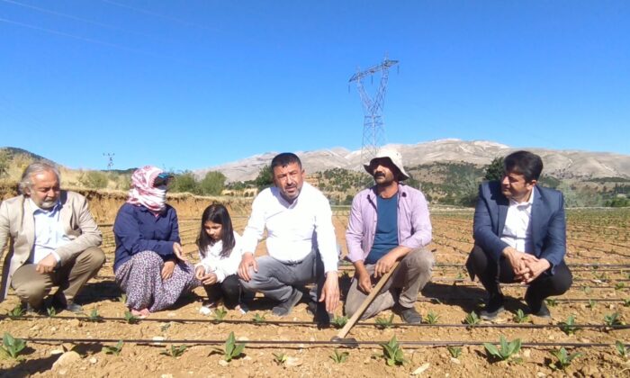 CHP heyeti tütün üreticileriyle tarlalarda buluştu