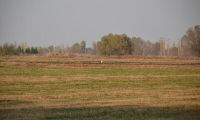 Çiftçi dostu leylekler iş başında