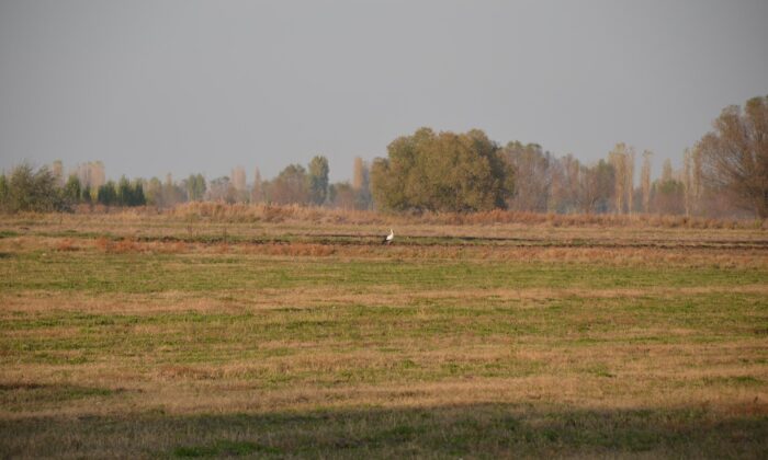 Çiftçi dostu leylekler iş başında