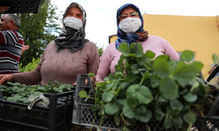 Çiftçilere organik tarım eğitimi verildi, çilek ve adaçayı fidesi dağıtıldı