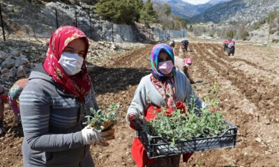 Çiftçiye tıbbi ve aromatik bitki hibesi