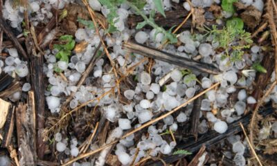 Çiftçiyi kuraklıktan sonra dolu vurdu