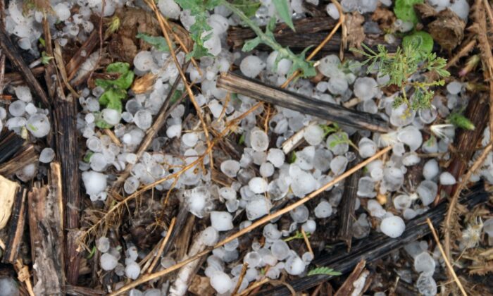 Çiftçiyi kuraklıktan sonra dolu vurdu