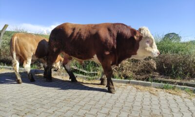Çıktığı baskülü kıran canavar, ikinci el otomobil fiyatına satışta