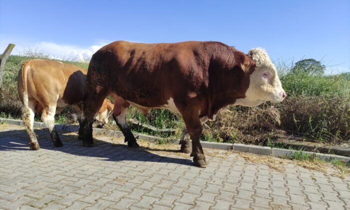 Çıktığı baskülü kıran canavar, ikinci el otomobil fiyatına satışta