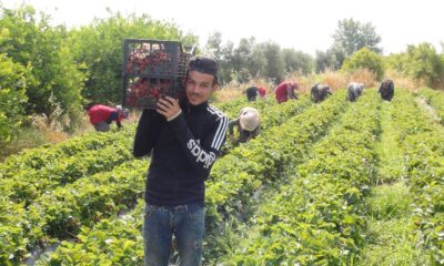 Çilekte hasat sonuna yaklaşıldı üreticinin yüzü güldü