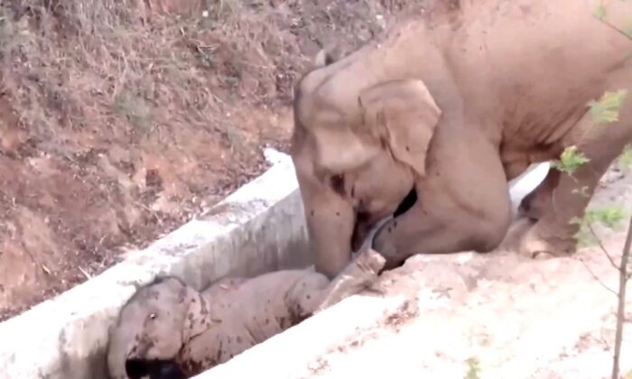 Çin’de su kanalına düşen yavru fili başka bir fil kurtardı