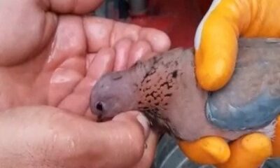 Çırpınmaktan yorgun düşen kumruya elleriyle su içirdiler