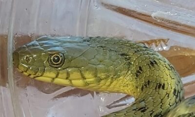 Civciv hırsızı yılan suçüstü yakalandı