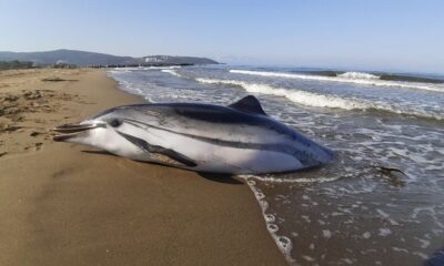 Çizgili Yunus ölü olarak kıyıya vurdu