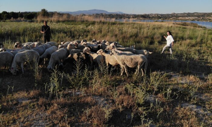 Çoban değil, Birleşmiş Milletler gibi aile