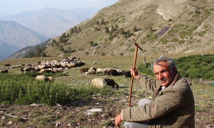 Çoban üretim için yol istedi