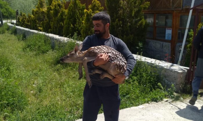 Çoban yolunu şaşıran geyik yavrusunu doğaya bıraktı
