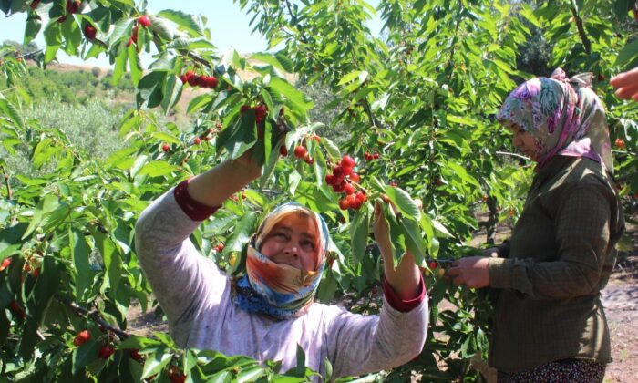 Coğrafi işaret tescilli Salihli Kirazı’nda hasat zamanı