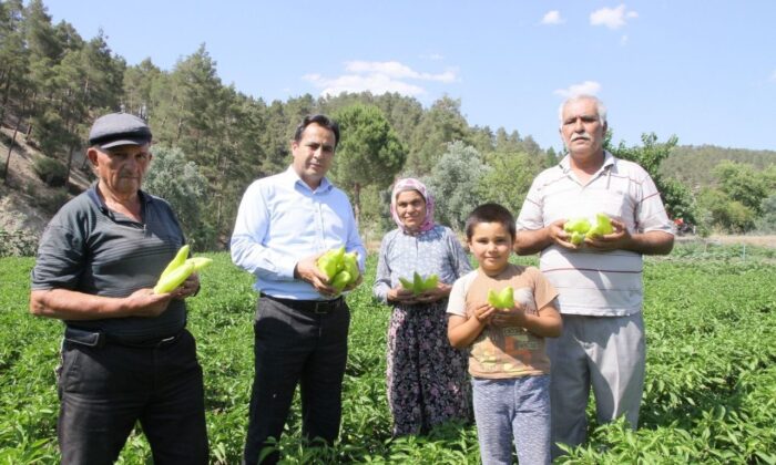 Coğrafi işaretli Kale biberinde ilk hasat yap başladı