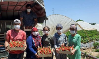 Coğrafi işaretli Sultanhisar çileği üreticisini memnun etti