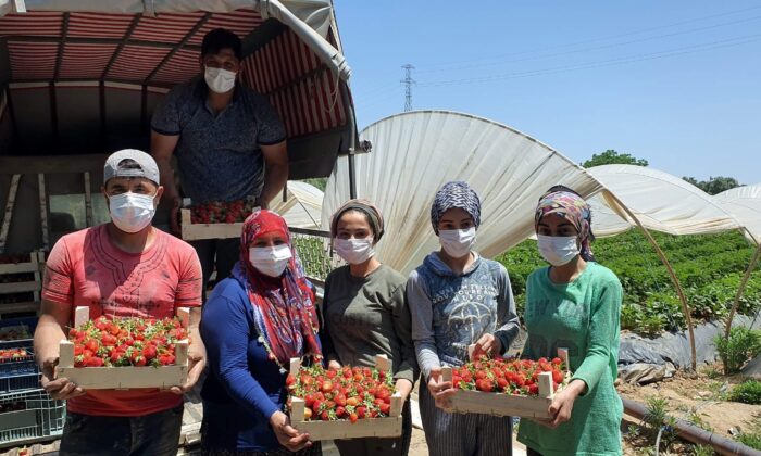 Coğrafi işaretli Sultanhisar çileği üreticisini memnun etti