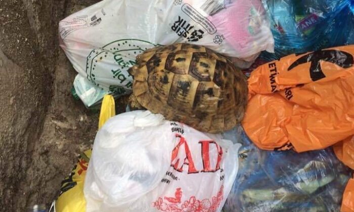 Çöpe atılan kaplumbağayı temizlik görevlileri kurtardı