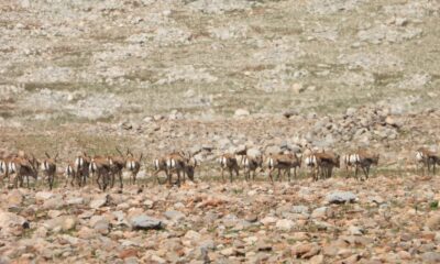 Cudi Dağına bırakılan nesli tükenme tehlikesi altındaki ceylanlar sıkı şekilde takip ediliyor