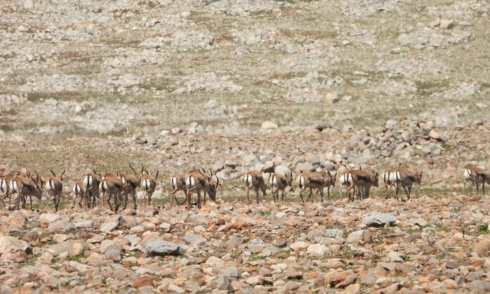 Cudi Dağına bırakılan nesli tükenme tehlikesi altındaki ceylanlar sıkı şekilde takip ediliyor