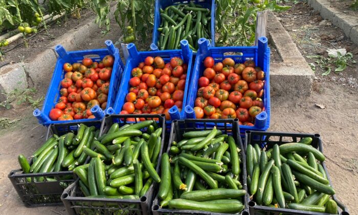 Çukurca Belediyesinin seralarında bereket fışkırıyor