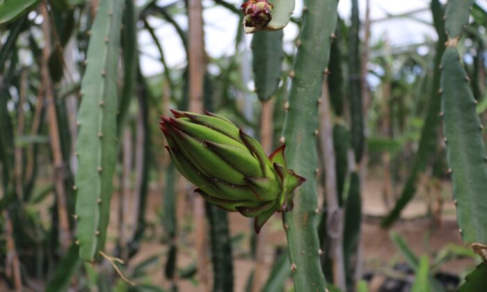 Çukurova’da ejder meyvesi ekim alanı artıyor