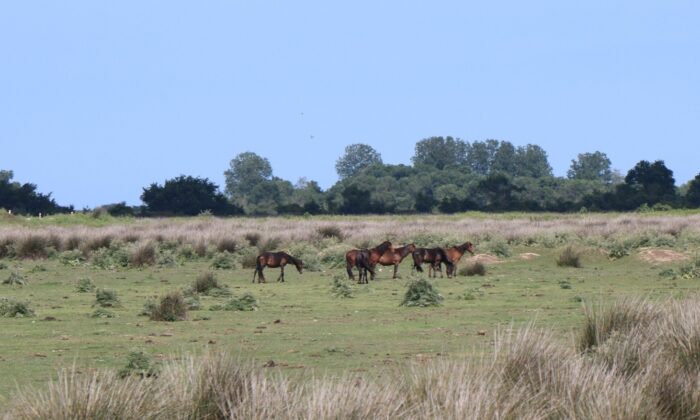 Cumhurbaşkanı Erdoğan, Samsun Kuş Cenneti tanıtımına canlı bağlandı